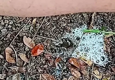 Compilation Pisses Urine by Master David