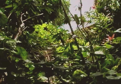 Gay Island Scene-2_two Muscular Gay Men Fucking Hard in the Jungle