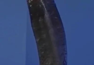 Sucking a Huge Black Cock in a Glory Hole