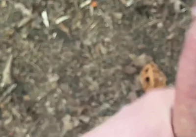 Solo Jerking off