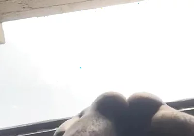 Doggy Bareback Below View