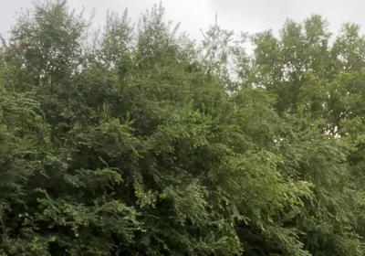 Jerking in the Woods