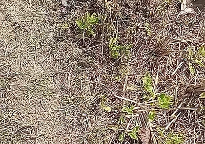 Outdoor Fucking Anal and Pussy Gay Boy