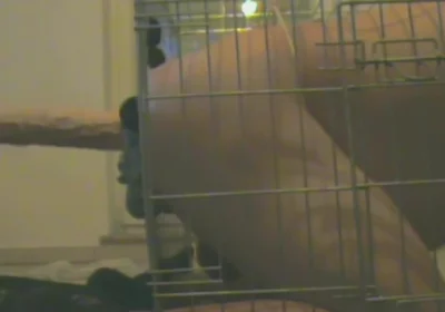 Slave in Cage Gets Anal Used