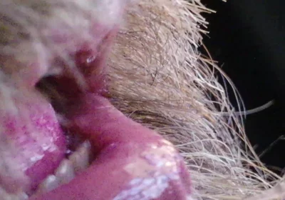 Kissing, Spitting on and Fucking My Stunt Mouth