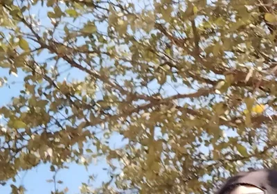 Me in the Park Alone Giving Pleasure to Till I Get Milk