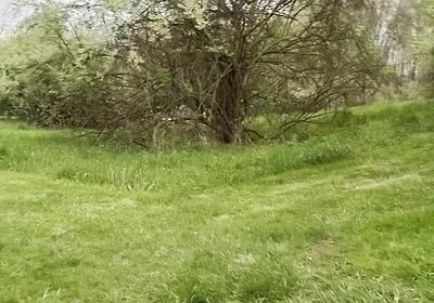 Jockstrap Park Tease: Muscular Asian Hunk Flexes, Fucks the Grass & Explodes in Cum