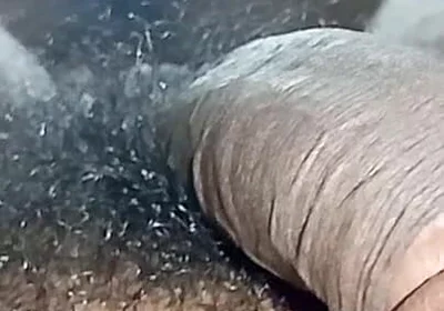Tamil Wife Horny and Pussy Licking