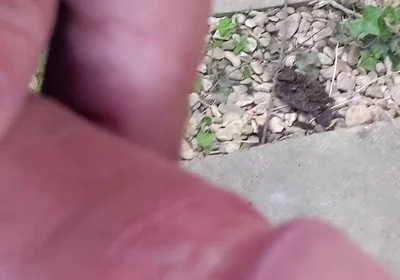 Big Uncut Cock Close up Outdoor Masturbation Wearing Denim Shorts - Rockardglans