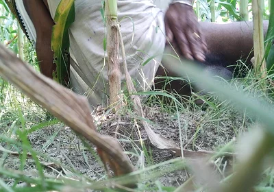 The Village Boy Went to the Cornfield and Hit Him Hard