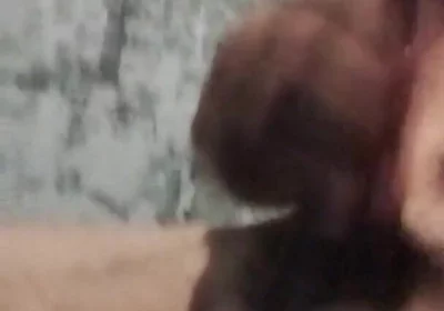 A Rare Sensation on the Cock