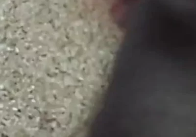 Lungi Hariy Cock Cum Licking Show