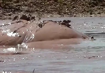 Deep, Creamy Brown Mud Bath in a Sand Pit
