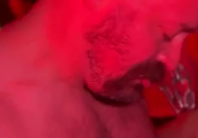 Bear Cruises the Dark Rooms