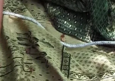 Young Sadist Whips an Old Pig Tied up in the Woods