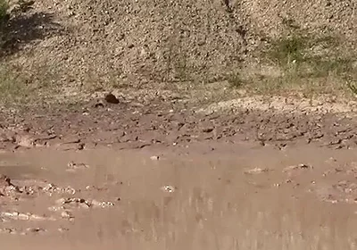 A Great Mud Adventure