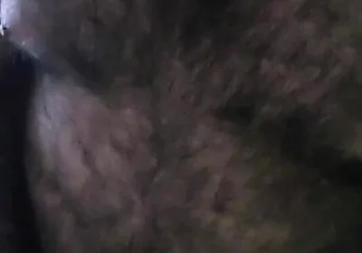 Bear Alone