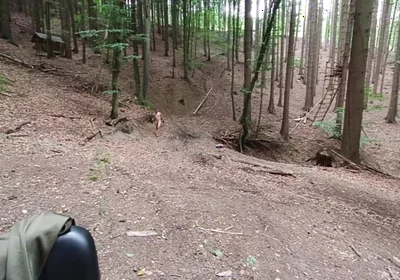 Wilderness Without Inhibitions Chasing in the Middle of the Forest