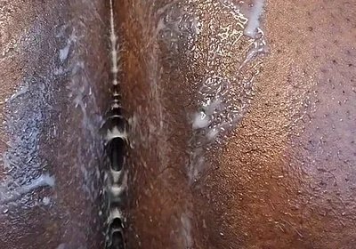 Pantyhose Pushing Out Fruits