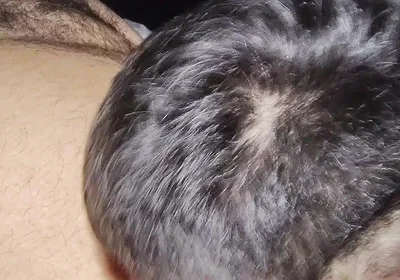 Suck My Fat Pig's Dick