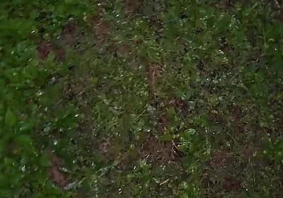Almost Caught in a Park