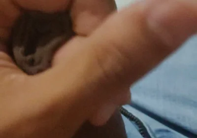 Cumming Loads From First POV